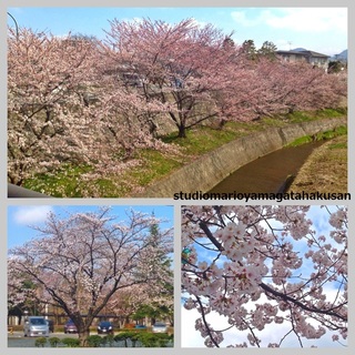 2015桜