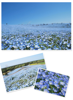 nemophila-main[1].png