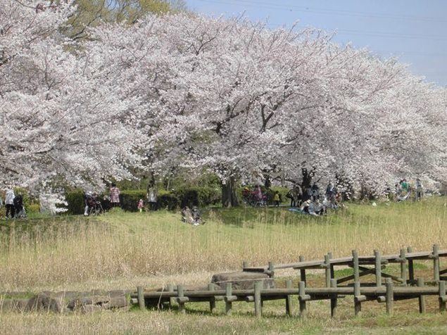 絶景の桜スポット 大宮公園の桜 スタジオマリオ東大宮店 さいたま 東大宮店 埼玉県 七五三 お宮参りの記念写真ならスタジオマリオ