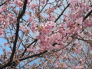 河津桜