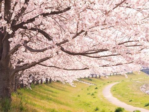 こども写真館スタジオマリオ本庄店 こだま千本桜 本庄店 埼玉県 七五三 お宮参りの記念写真ならスタジオマリオ