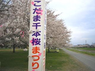 こども写真館スタジオマリオ本庄店 こだま千本桜 本庄店 埼玉県 七五三 お宮参りの記念写真ならスタジオマリオ