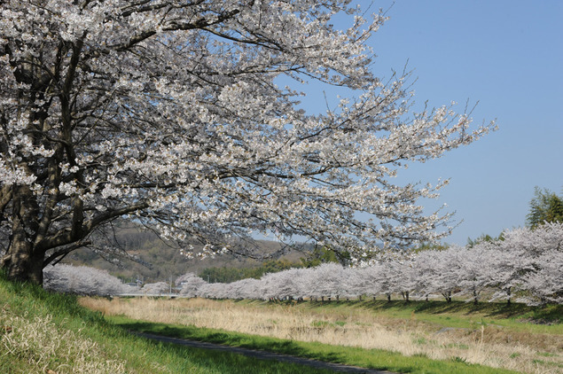 児玉千本桜祭り 今回で１０回目の開催 本庄市でお花見はここ 本庄店 埼玉県 七五三 お宮参りの記念写真ならスタジオマリオ