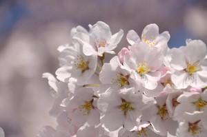 こども写真館スタジオマリオ本庄店 こだま千本桜 本庄店 埼玉県 七五三 お宮参りの記念写真ならスタジオマリオ