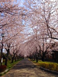 市原市 ちはら台 春のお散歩スポット マリオ千葉 おゆみ野店 千葉 おゆみ野店 千葉県 七五三 お宮参りの記念写真ならスタジオマリオ