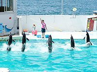 のどじま水族館.jpg