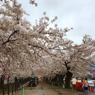 2015臥竜公園桜.jpg