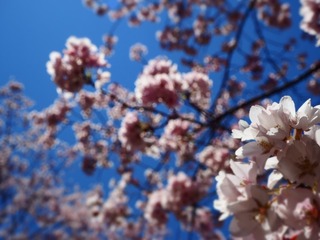 桜１.jpg