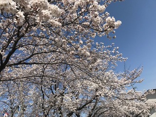 桜3.jpg