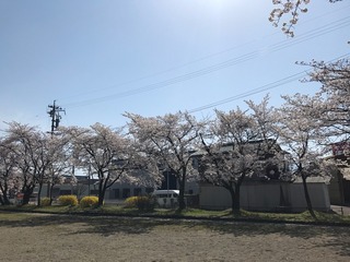 桜１.jpg