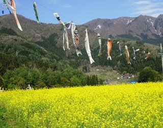 2017菜の花飯山.jpg