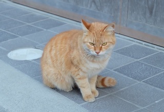 ねこ.jpg