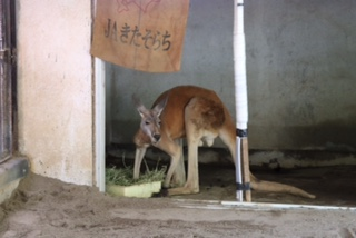 須坂動物園２.png