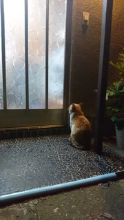 ねこ３.jpg