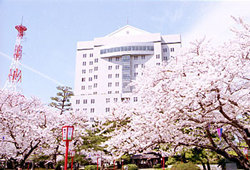 sakura_p02.jpg