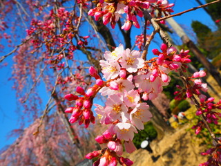 宇治市植物園.jpg