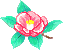 bd_camellia1.gif