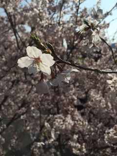 桜