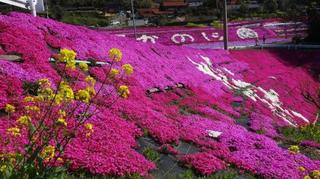 芝桜写真.jpg