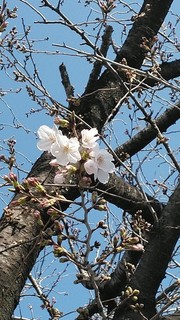 さくら　入園入学