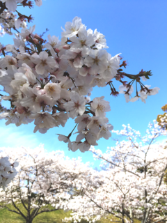 桜　２.png