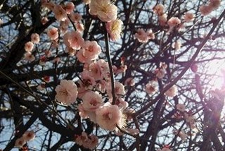 梅の花.JPG