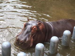 平川動物園②.png